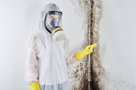 Best Attic Mold Removal  in Bellingham, WA